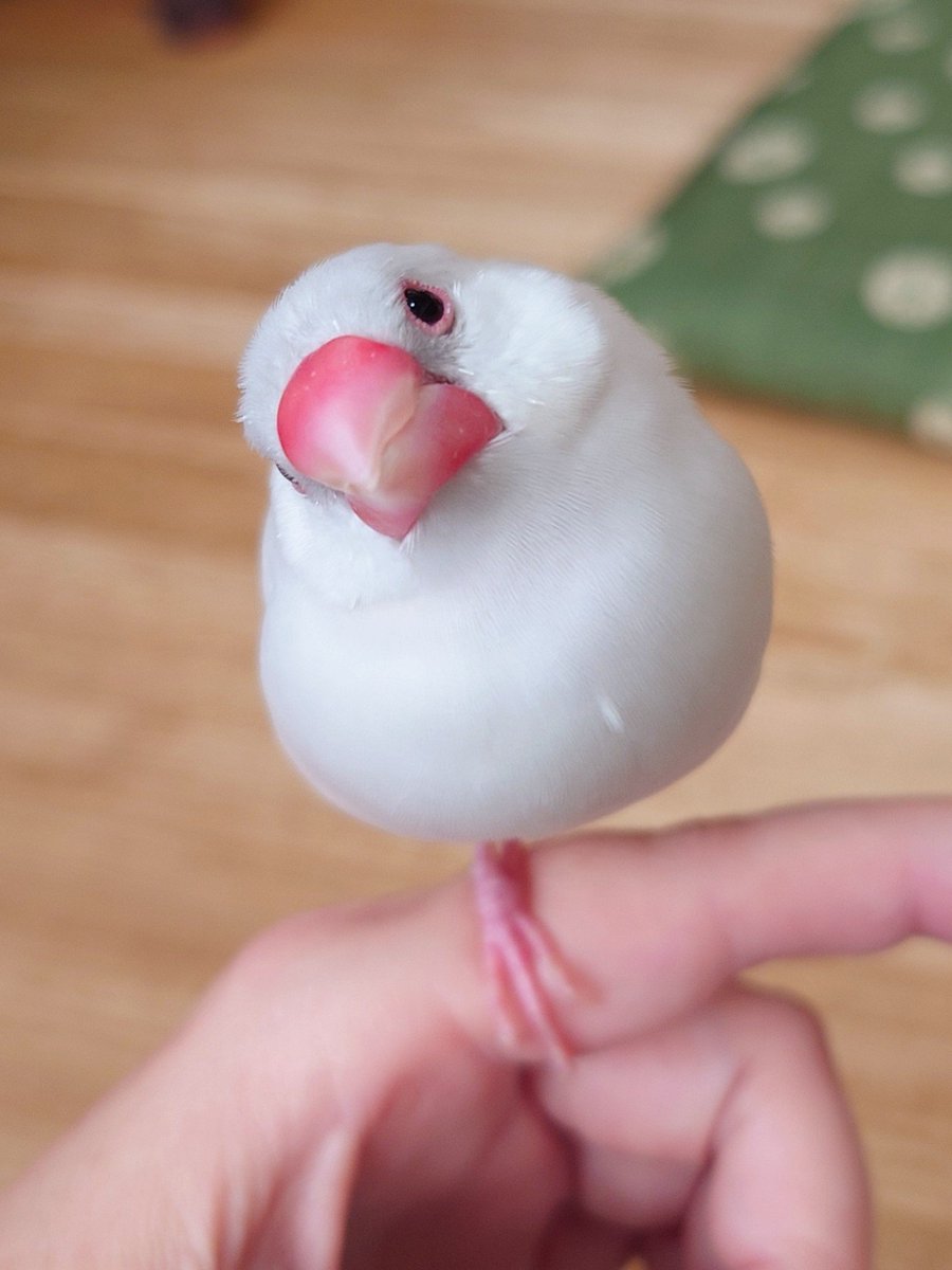 kotorifly's tweet photo. 片足収納中のリュリュちゃん
＃文鳥　＃リュリュちゃん
＃ライトシルバー文鳥 https://t.co/7oCmqcQkxq