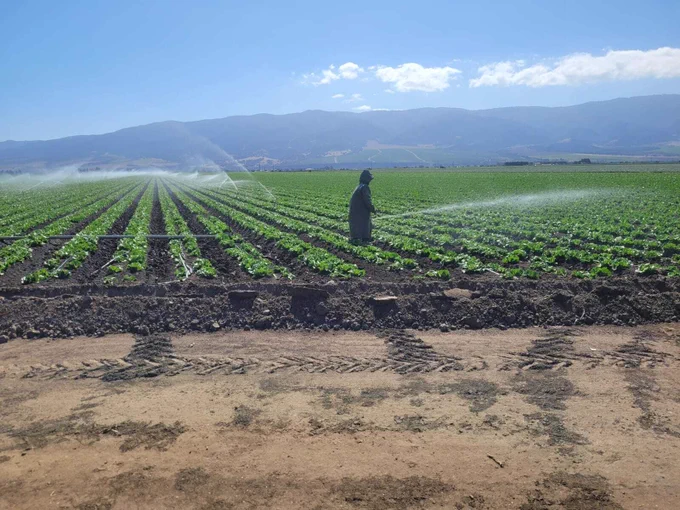 Farm worker in a lettuce field making sure the irrigation is working