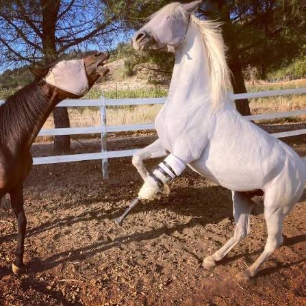 EpicPetStore's tweet photo. @sciencegirl Apparently this is a common thing now!! I had no idea! 🤯 

I don’t know about you, but it makes me feel good to think about all of the happy horses out there that have been saved by humane grace and ingenuity ❤️❤️ https://t.co/sOCG2c7k2s