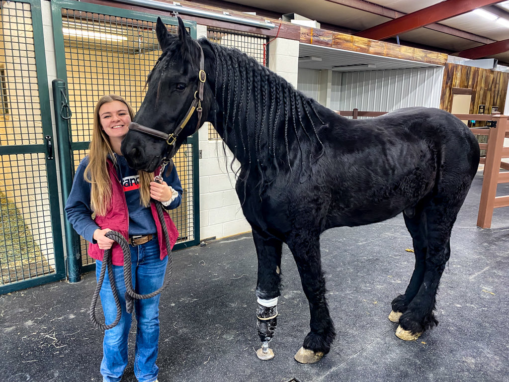 EpicPetStore's tweet photo. @sciencegirl Apparently this is a common thing now!! I had no idea! 🤯 

I don’t know about you, but it makes me feel good to think about all of the happy horses out there that have been saved by humane grace and ingenuity ❤️❤️ https://t.co/sOCG2c7k2s