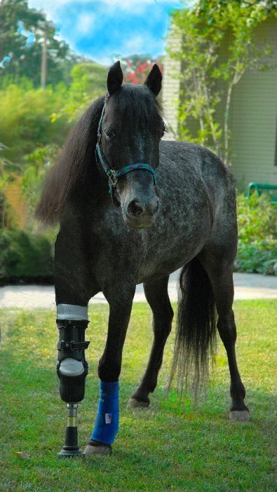 EpicPetStore's tweet photo. @sciencegirl Apparently this is a common thing now!! I had no idea! 🤯 

I don’t know about you, but it makes me feel good to think about all of the happy horses out there that have been saved by humane grace and ingenuity ❤️❤️ https://t.co/sOCG2c7k2s