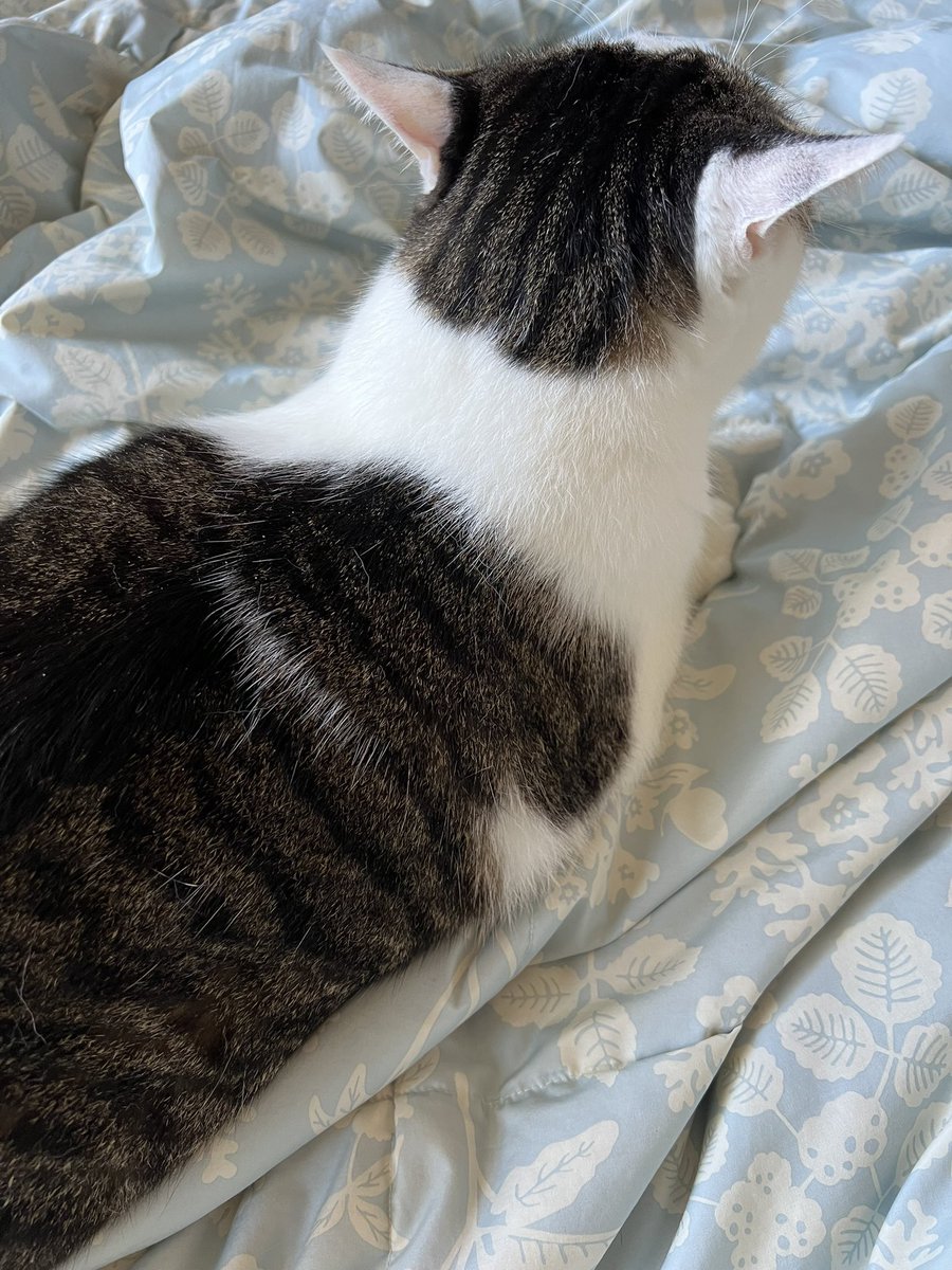 kuugachannel's tweet photo. おはクウガ
今日も1日、よろしくお願いします‼︎
#ねこ #クウガ
#おはヨハネ https://t.co/RvT1eFzPAJ