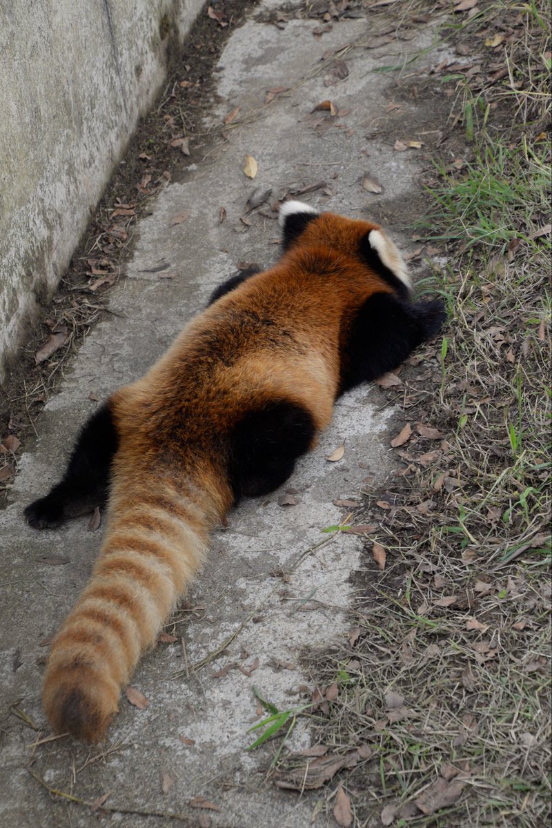 panda_logs tweet picture