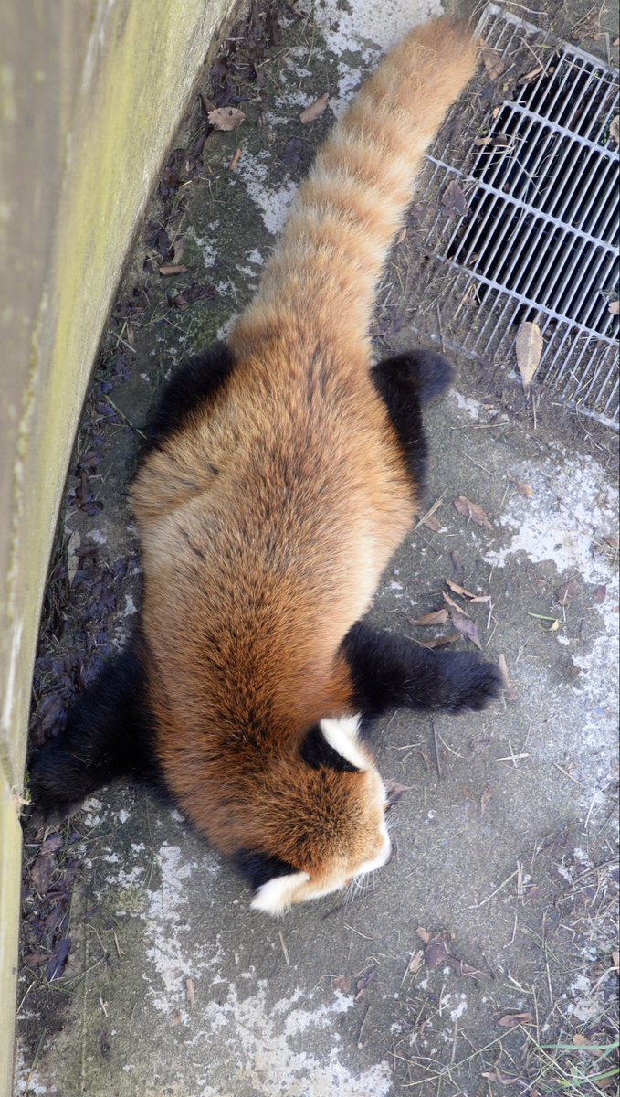 panda_logs tweet picture