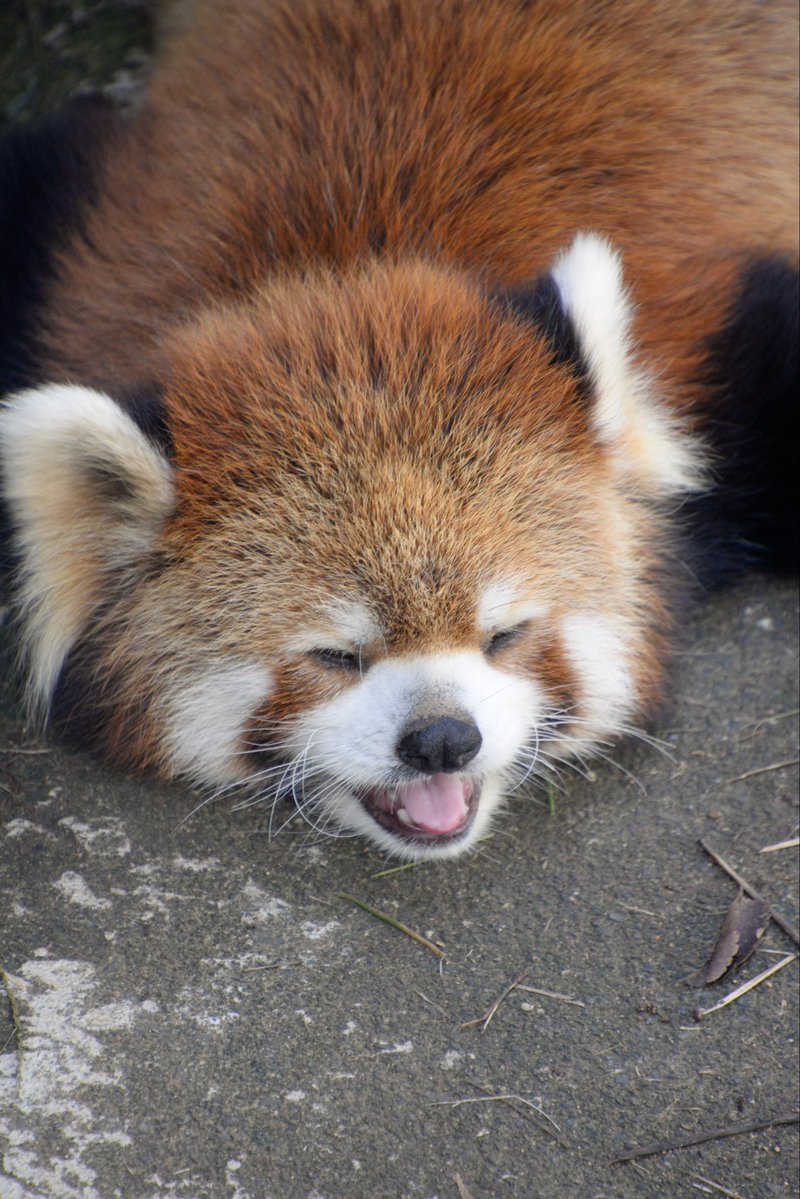 panda_logs tweet picture