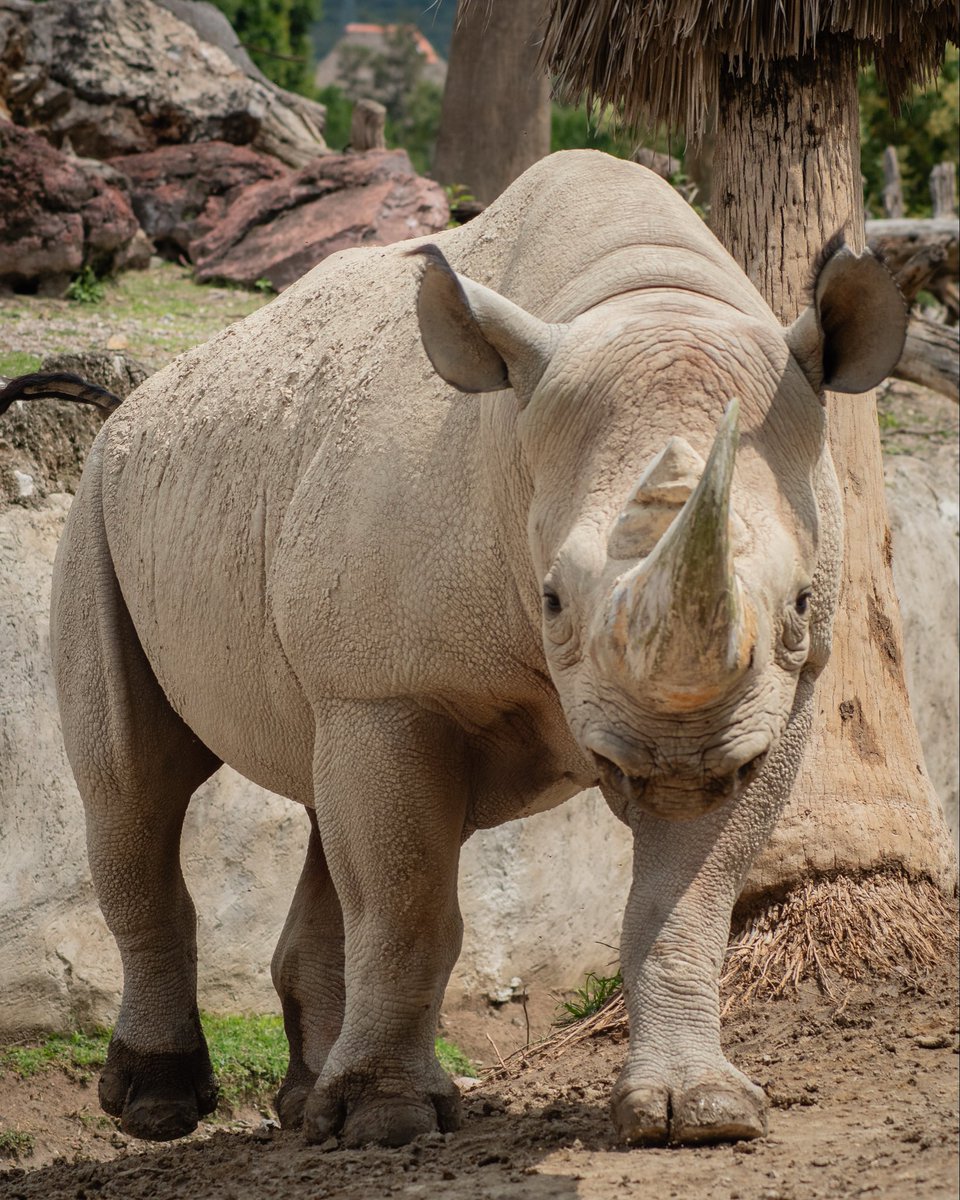 AfricamSafari's tweet photo. Mira bien por cada rincón. 👀

Cada animal tiene algo diferente que mostrarte, puedes descubrir comportamientos, encuentros y momentos que quizá no esperabas. 
Déjate sorprender por todo lo que ocurre a tu alrededor.
🎟️ Ven a vivir tu aventura en Africam Safari. ¡Te esperamos! https://t.co/x2mXLeK1aR