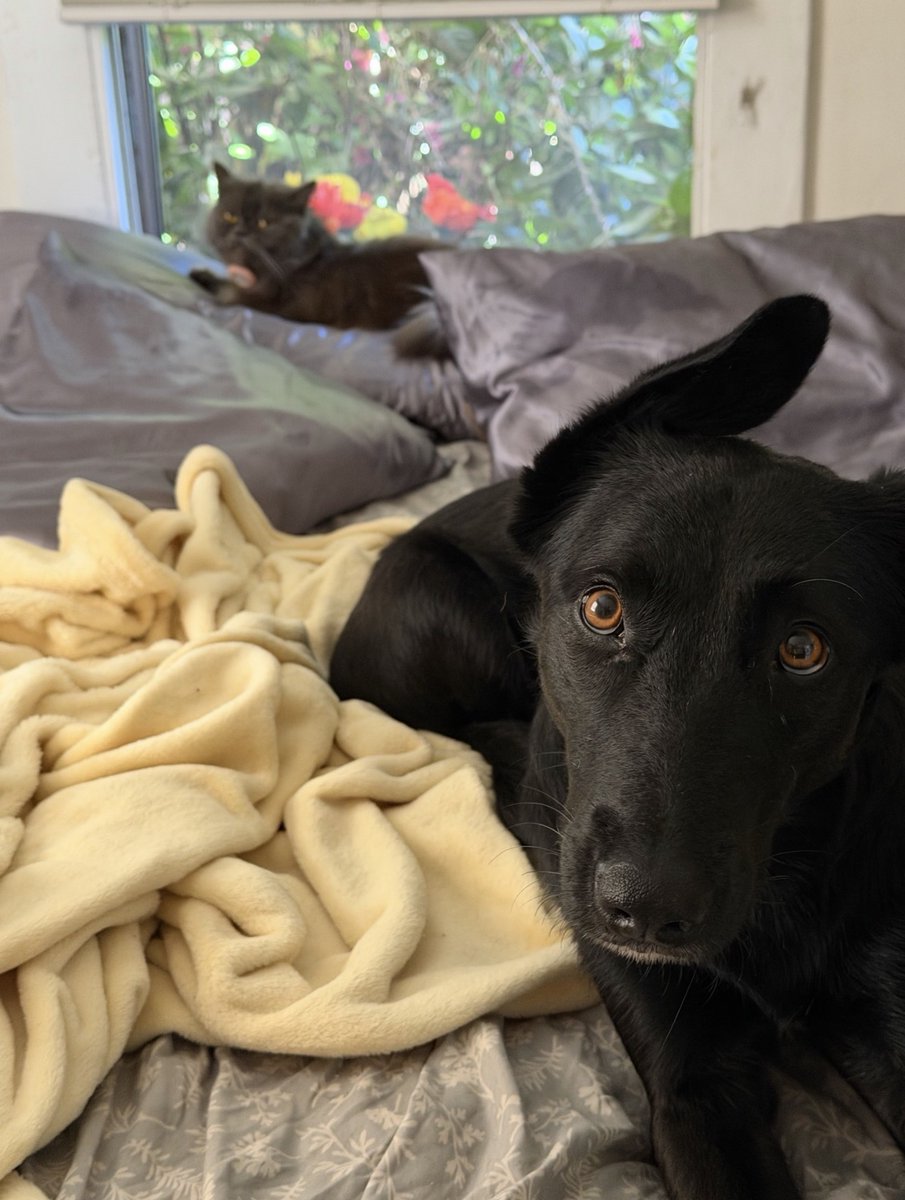 Zirpel's tweet photo. @cashsmama08 Really hope Pepper finds a home soon…

My baby (below) was on her last day. Received a text w/ FB posting. Never met her.

Texted back yes. Was the best decision. 

Her eyes say everything. 

She’s my shadow. And protector. 

Please adopt Pepper. I know she will be the same. https://t.co/nauDymdoX2