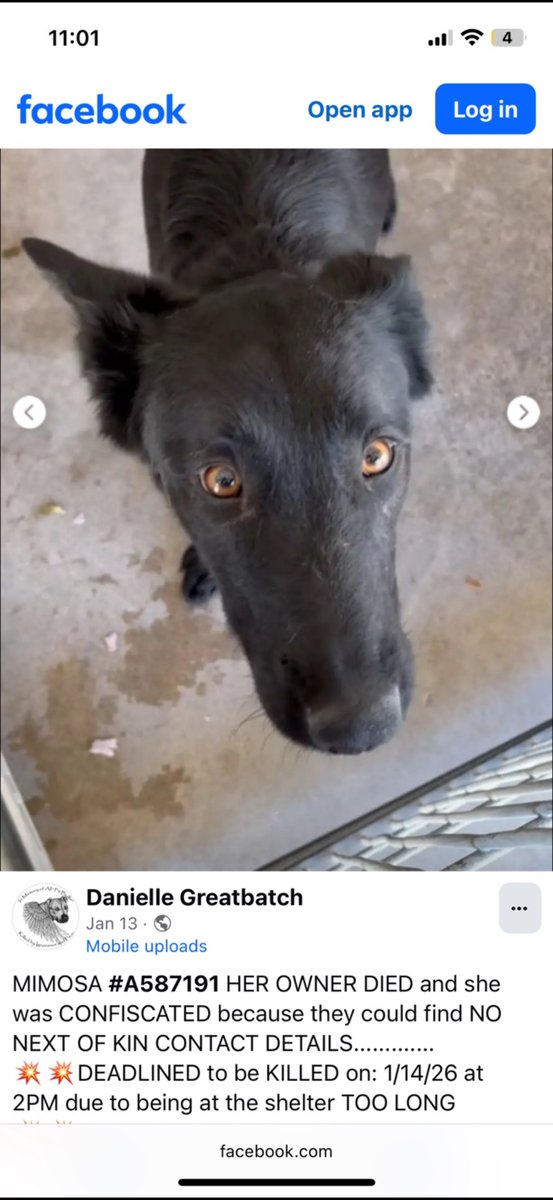 Zirpel's tweet photo. @cashsmama08 Really hope Pepper finds a home soon…

My baby (below) was on her last day. Received a text w/ FB posting. Never met her.

Texted back yes. Was the best decision. 

Her eyes say everything. 

She’s my shadow. And protector. 

Please adopt Pepper. I know she will be the same. https://t.co/nauDymdoX2
