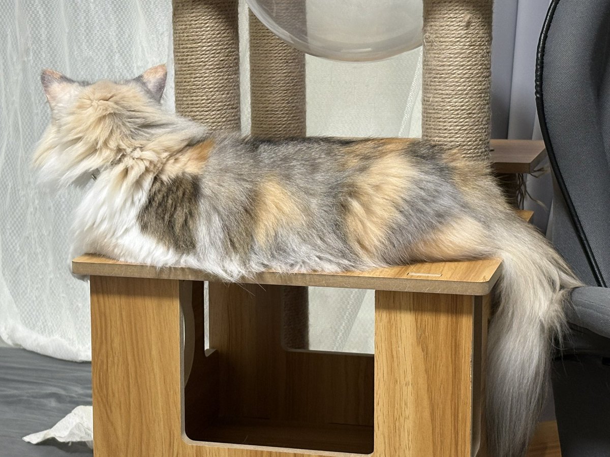 LICO_Dailycat's tweet photo. あっ、毛虫がいるよ　かわいいね https://t.co/KbbQFLeP2V