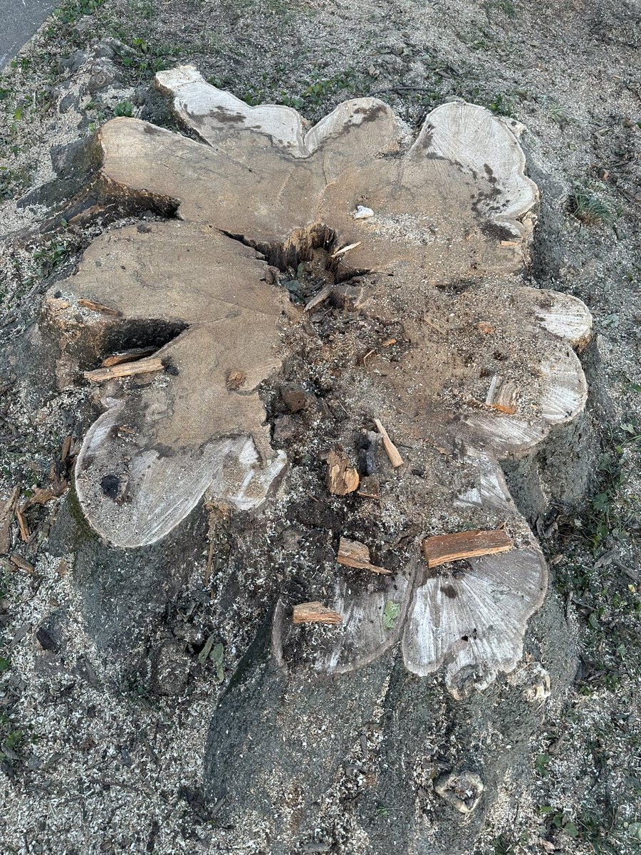 stephoverkill's tweet photo. I did not know having a tree taken down would consume my entire day but it sure has. Here’s to not stressing during every thunderstorm! https://t.co/4R9Qd6kgrD