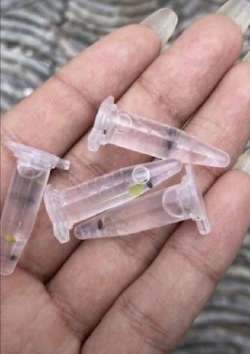 RMalan92592's tweet photo. 【お願いがあります】

高校生の息子のカバンの中から
これが大量に出てきました。

なんなのかわからず
息子にも怖くて聞けません、、、
動悸が止まらない…

誰か教えてくださいお願いします😭 https://t.co/GefsZjOoWl
