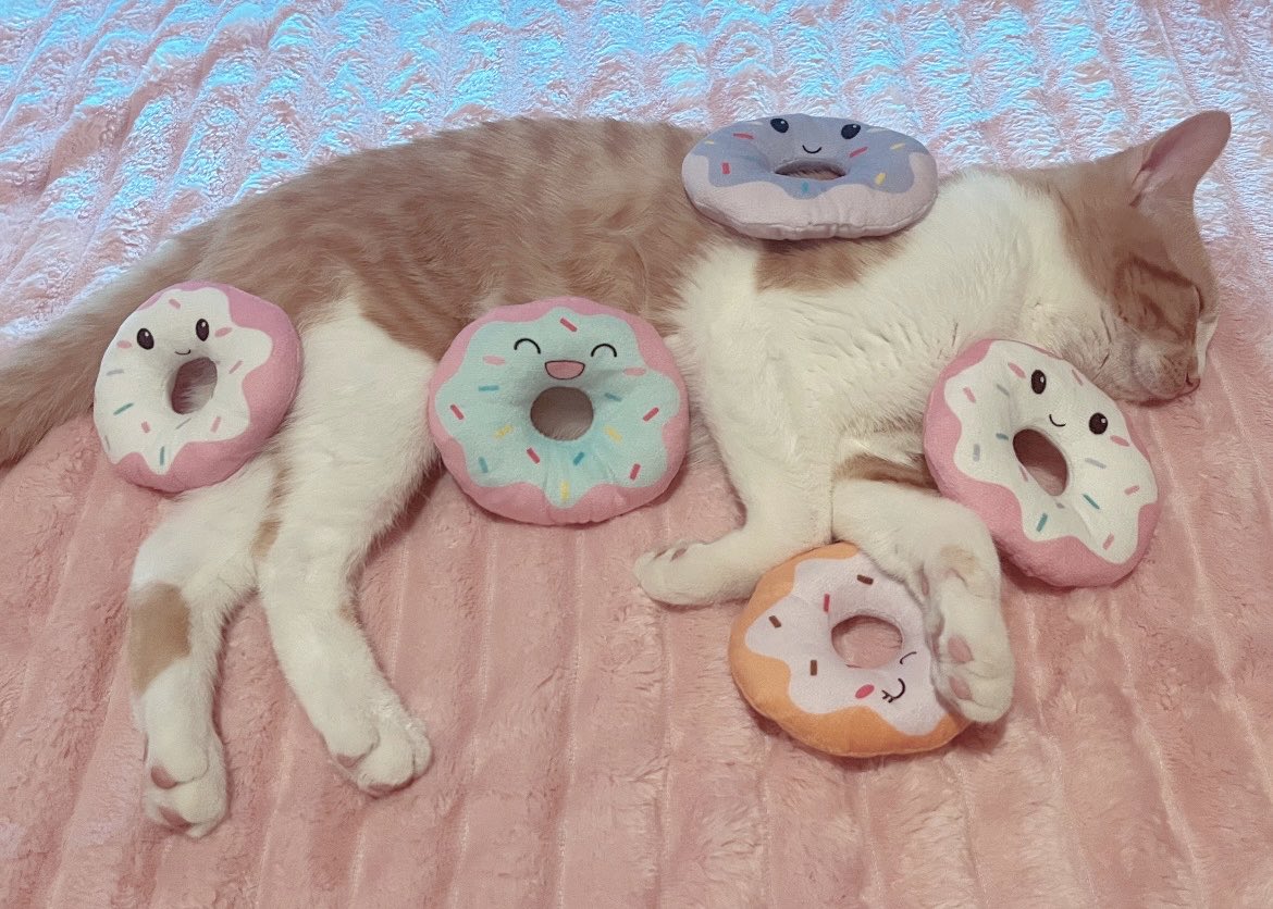 moesealpup's tweet photo. Donut coma…🐈🍩💭 https://t.co/5pUpG9YaTl