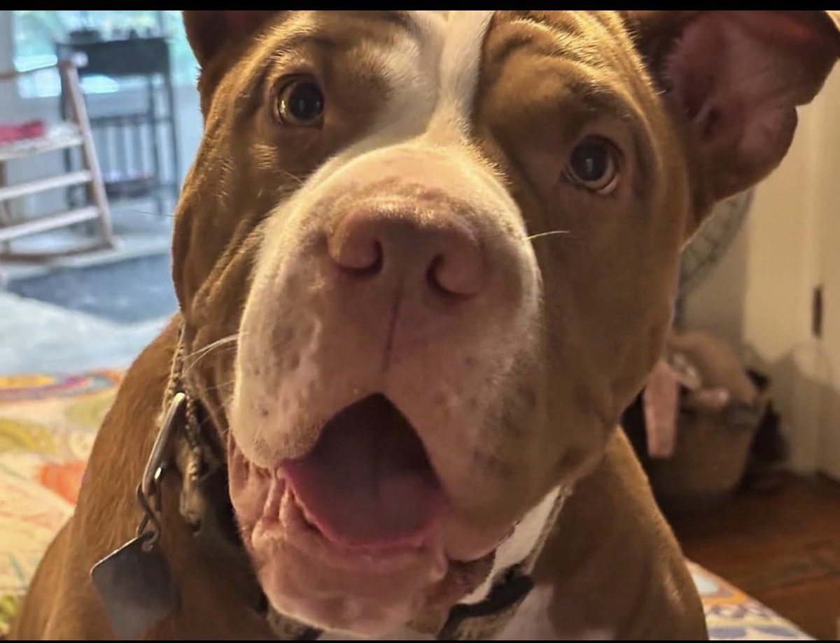 KellyG581976179's tweet photo. 🆘Good People of the Atlanta, Georgia Area-Urgent 

This sweet older gentleman who doesn’t have much longer to live is so very worried what will happen to his  beloved dog Angel💔

“Angel is 3 years old, spayed, very sweet, well-behaved, and loves children and other dogs. She deserves a loving home where she can continue to feel the love and security she has always known.”

A loving, forever home is needed for this sweet girl.  Please email, KatyHack21@gmail.com if you are interested in applying to adopt (preferably) or can foster Angel🙏🐾

#Atlanta #GA