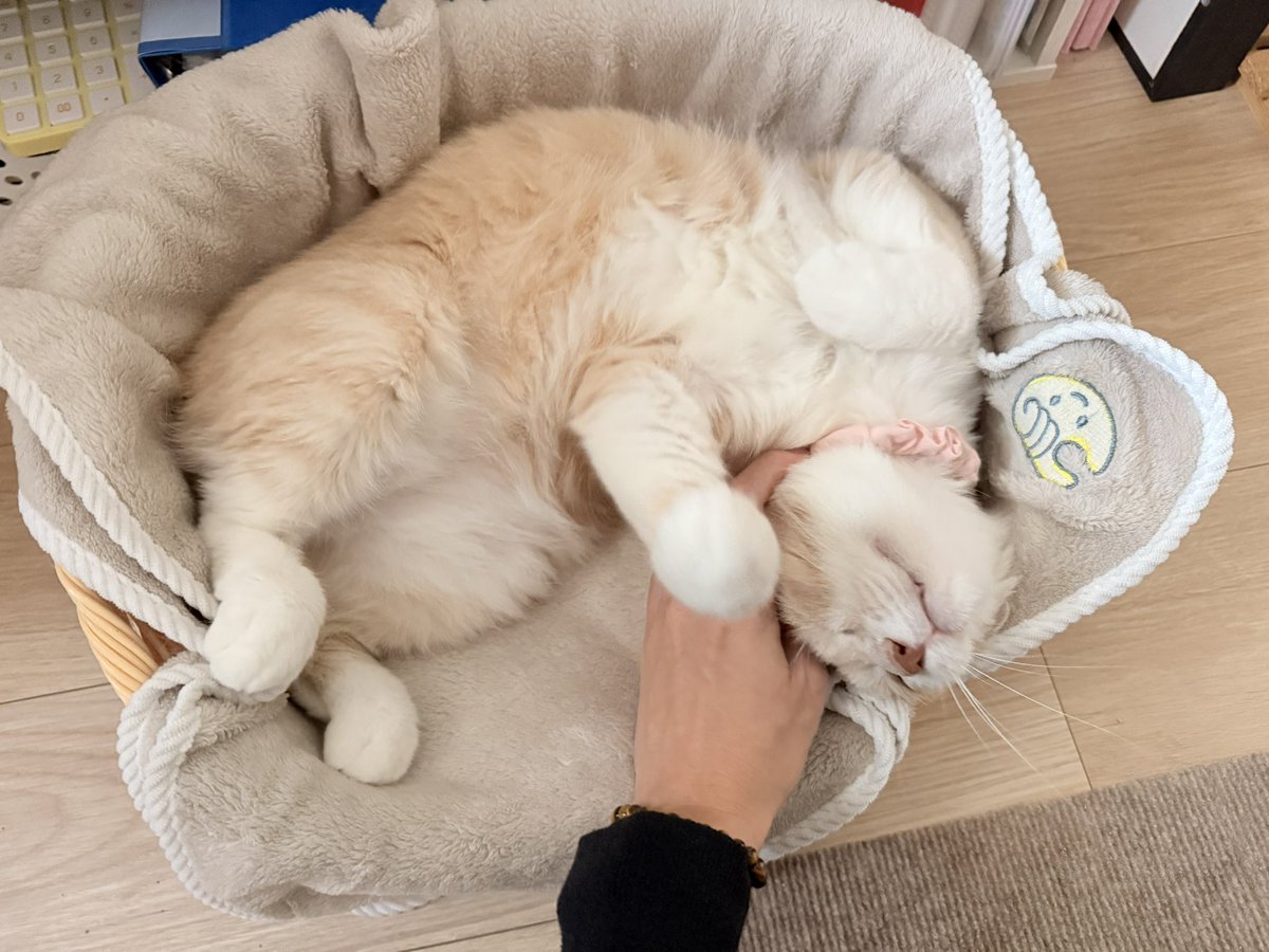 chabi_story's tweet photo. 굿모닝 슈크림 베이비 https://t.co/iTgb1izGua