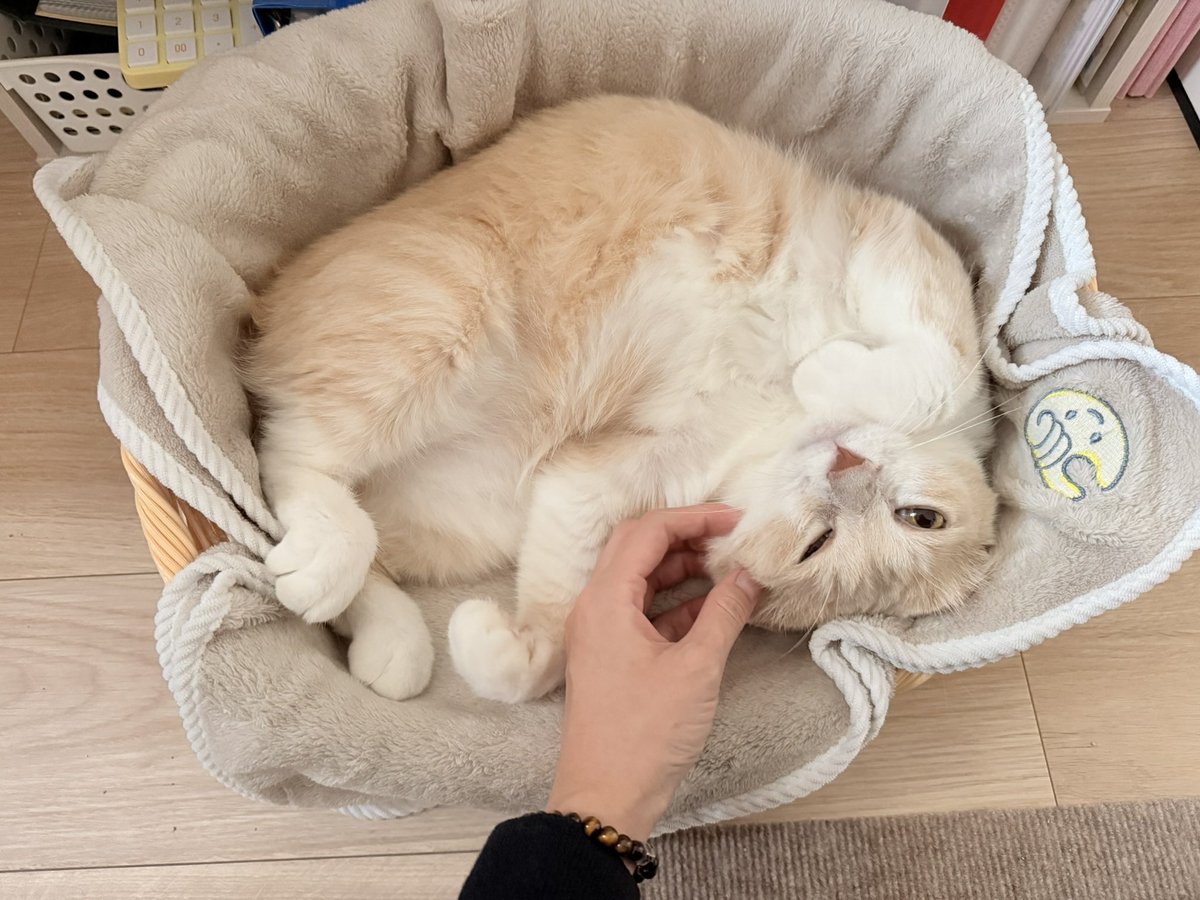 chabi_story's tweet photo. 굿모닝 슈크림 베이비 https://t.co/iTgb1izGua