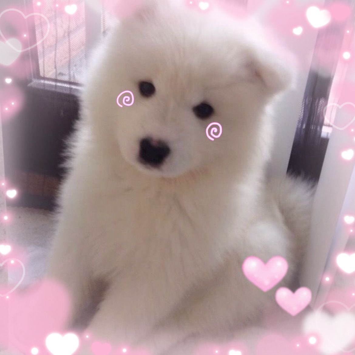 hangespuppy's tweet photo. ⊹₊˚‧︵‿₊୨ᰔ୧₊‿︵‧˚₊⊹
⋆🦴° Intro tweet ⋆🐾°

Haiii I’m Faye •ﻌ•

಄ 19 ~ mdni pls 
಄ she/they ~ lesbian
಄ samoyed kemonomimi 🐾
಄ basic dni
಄ 🇵🇷/🇺🇸

↻  +  ♡︎   4  moots    .𖥔 ݁ ˖

#aottwt #kpoptwt #promotwt  #moothunt〃・ https://t.co/sHWuAFd5a6