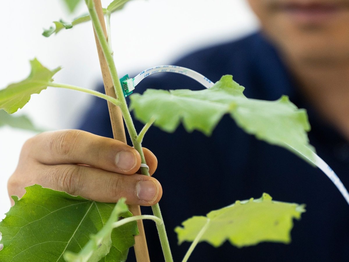 UGA_CollegeofAg's tweet photo. Professor and @ga_res_alliance Eminent Scholar in Precision Agriculture Liang Dong is advancing real-time plant health monitoring through sensor technologies that enable plants to communicate what they are experiencing.

🔗 https://t.co/DWjbMMTV3W https://t.co/jTKmlHwzNf