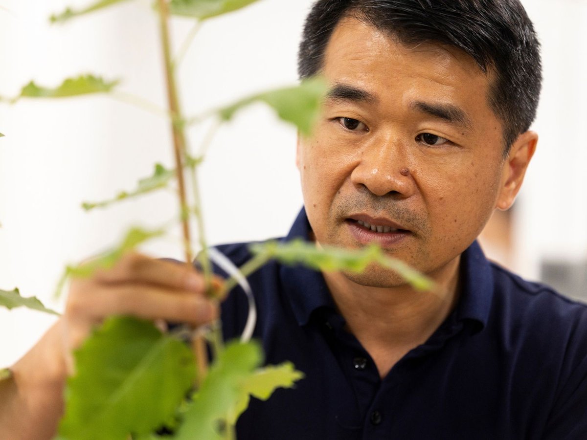 UGA_CollegeofAg's tweet photo. Professor and @ga_res_alliance Eminent Scholar in Precision Agriculture Liang Dong is advancing real-time plant health monitoring through sensor technologies that enable plants to communicate what they are experiencing.

🔗 https://t.co/DWjbMMTV3W https://t.co/jTKmlHwzNf