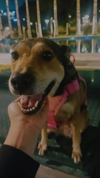 A64029345's tweet photo. En adopción por temas de salud,  personas interesadas y responsables escribir al 04241930570 https://t.co/7krp2u6gcB