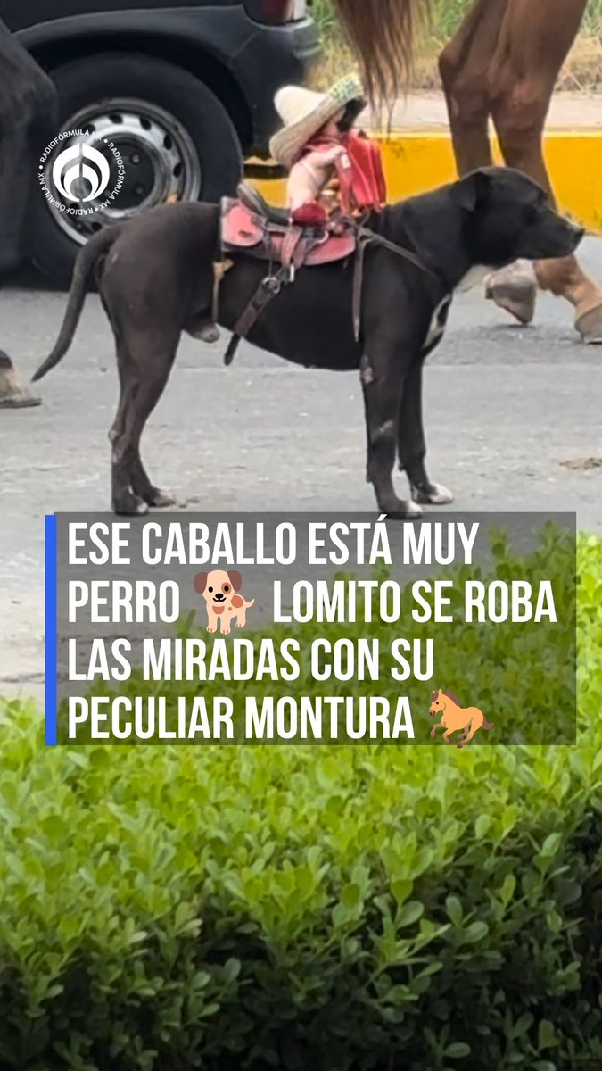 A photo showing a small child wearing a hat and backpack riding a black dog equipped with a saddle, captioned in Spanish 'ESE CABALLO ESTÁ MUY PERRO 🐶 LOMITO SE ROBA LAS MIRADAS CON SU PECULIAR MONTURA 🐎'.