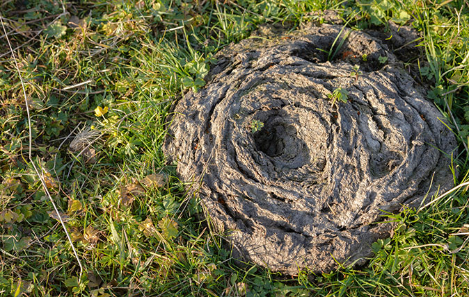 SamaHoole's tweet photo. A single cowpat supports more life than a hectare of wheat.

A cow drops about 10 tonnes of dung a year, and each pat is a city. Over 250 species of insect live on or in it in Britain, dung beetles first, then the flies, the mites and the worms, and above them the birds and the bats that eat them.

Dung beetles alone bury the pat, feed the soil, cut the parasites that would reinfect the herd, and save British farming about £370 million a year in labour the farmer never had to do.

The lapwing, the starling, the swallow, the yellow wagtail: half the birds of the British countryside feed on what lives in a cow's leavings.

A wheat field has none of that. It has wheat, a sprayed margin, and whatever can survive between the two.

Now the countryside is told the cow is the ecological problem, and the wheat field with no insect in it is the sustainable use of land.

Take the cow off the hill and the dung goes with her, and the beetle, and the bird that ate the beetle, and the soil the beetle built, and what is left is bracken, which nothing eats.

The bird charity's reserves are grazed by cattle. They know. The leaflet does not mention it.

Every living thing in a British field above the size of a worm has a cow somewhere underneath it.