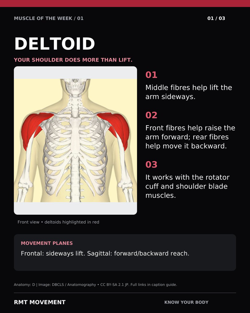 rmt_movement's tweet photo. Your deltoid helps move your arm in several directions. Start light, raise within a comfortable range and lower with control. Shoulder pain does not identify one muscle. #RMTMovement https://t.co/99jVDwuHAY