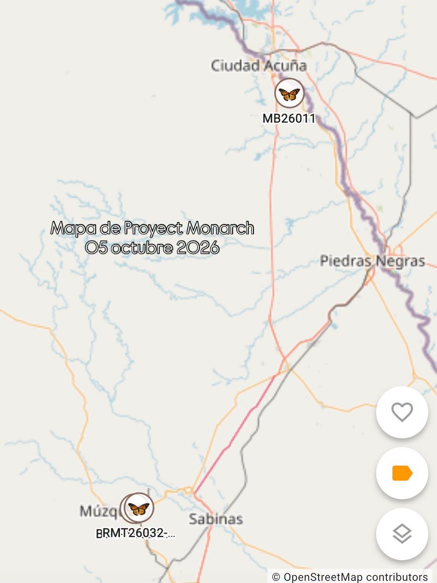 ernesto_mendez's tweet photo. A través de #ProjectMonarch, se detectaron al menos tres registros de #MariposaMonarca, en las cercanías de #Acuña y #Múzquiz, gracias a los transmisores solares ultraligeros y con tecnología Bluetooth, que ahora llevan pegados al cuerpo para seguir su ruta hasta los santuarios de hibernación del #Edomex y #Michoacán.