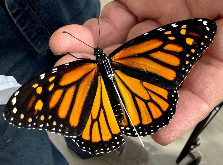 ernesto_mendez's tweet photo. A través de #ProjectMonarch, se detectaron al menos tres registros de #MariposaMonarca, en las cercanías de #Acuña y #Múzquiz, gracias a los transmisores solares ultraligeros y con tecnología Bluetooth, que ahora llevan pegados al cuerpo para seguir su ruta hasta los santuarios de hibernación del #Edomex y #Michoacán.