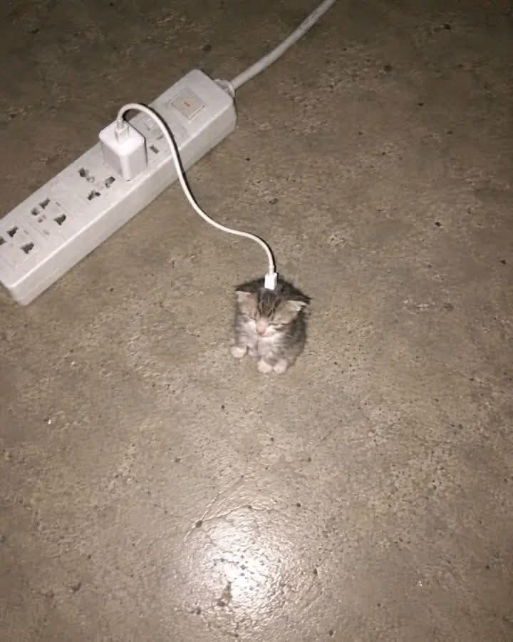 nekocatts's tweet photo. Charging https://t.co/B9HhvfQnZ1