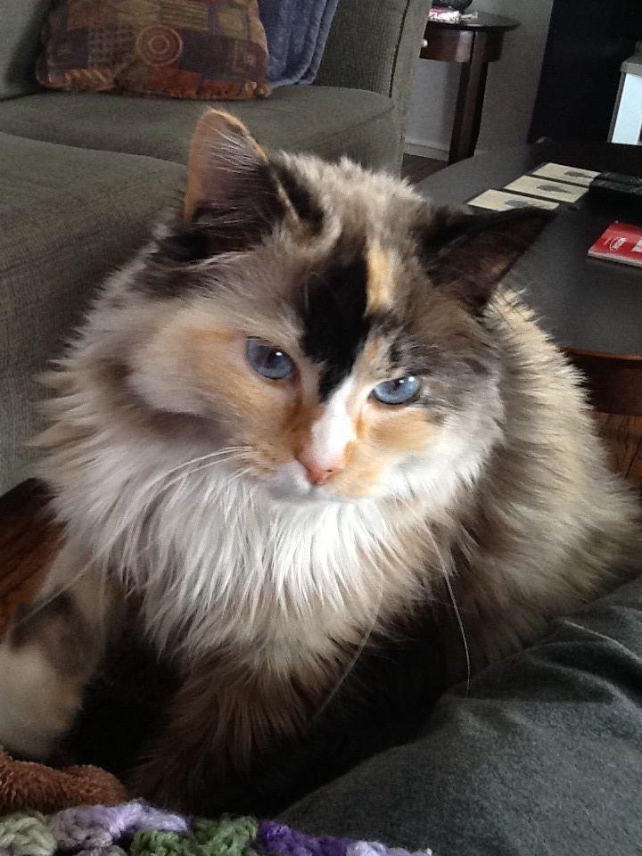 wingsseni's tweet photo. the hollander-rozanov family but it's a cat world and everyone is a cat and they're all cats https://t.co/SMAVS89eVZ