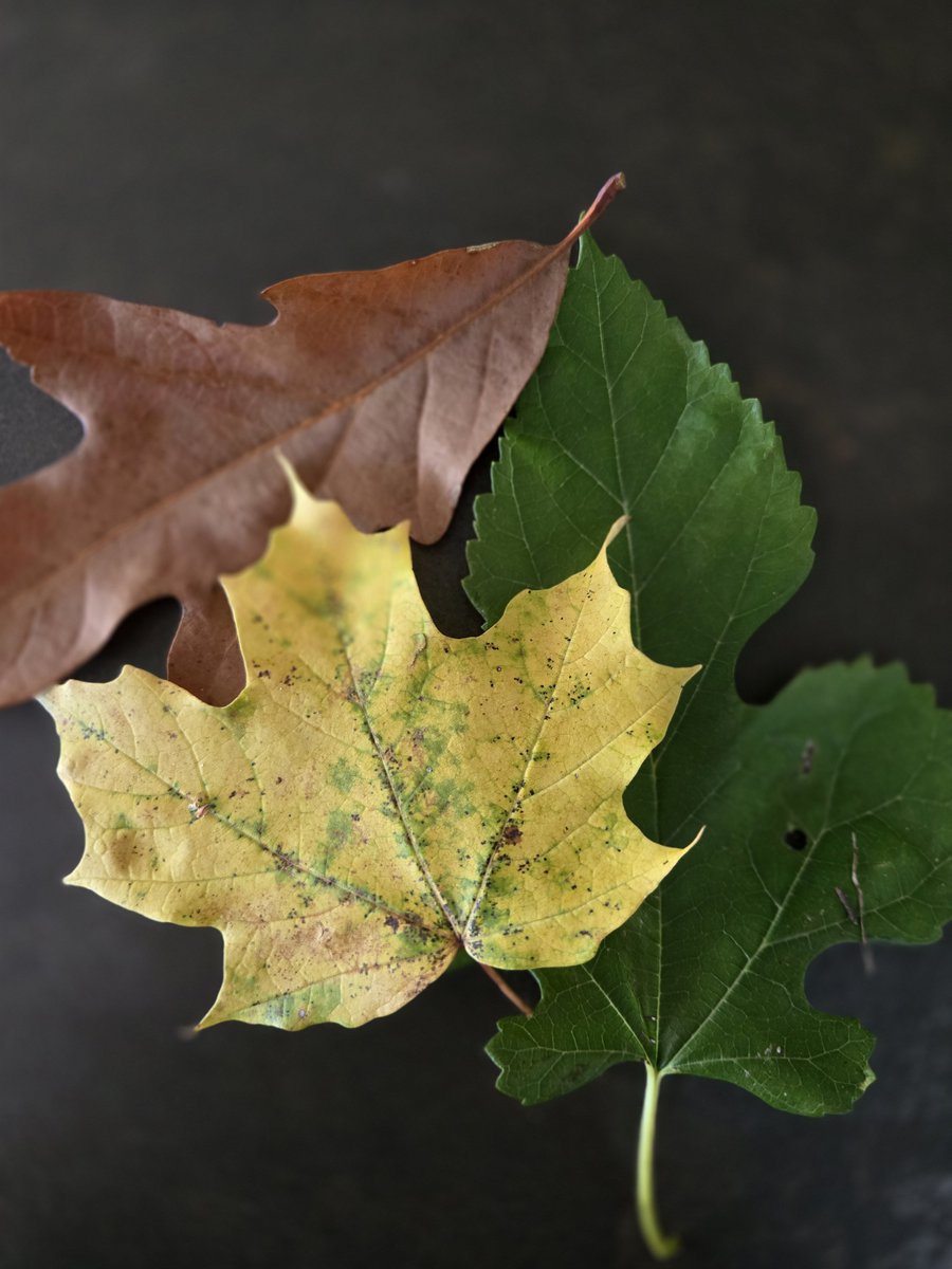 WritingSparkle's tweet photo. Share something you love about autumn.

#photochallange #dailyphoto #autumn #somethingyouloveaboutfall #leaves https://t.co/yAvFjNTjfN