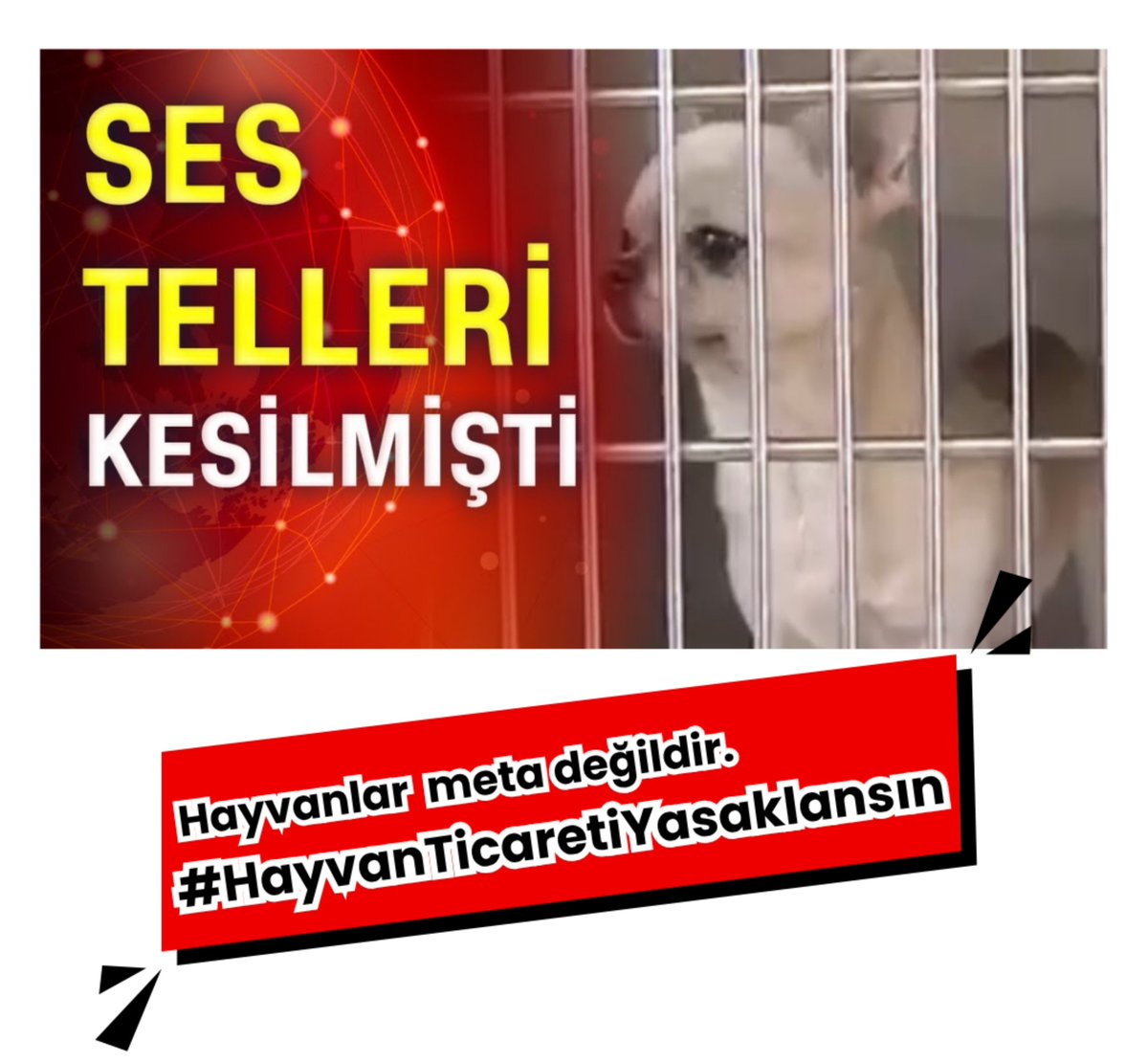 curetvegan's tweet photo. Barınaklar binlerce terk edilmiş hayvanla doluyken bakanlık ve kamu kurumlarının desteğiyle pet fuarları düzenleniyor, cins hayvan üretimi ve ticareti teşvik ediliyor. #HayvanTicaretiYasaklansın https://t.co/pCokoCyxnF