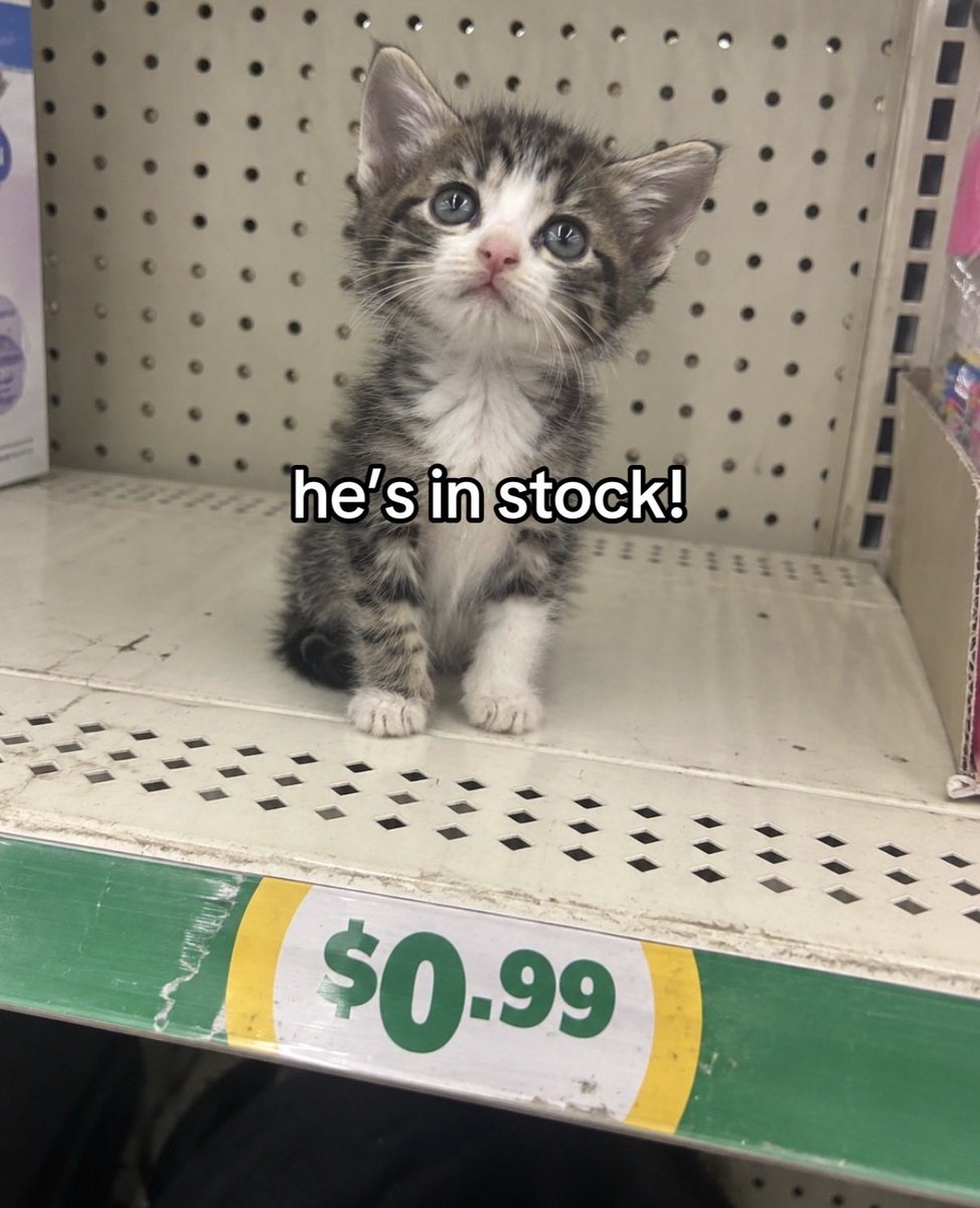 hardcatmemes's tweet photo. https://t.co/KAZQGEH3I5
