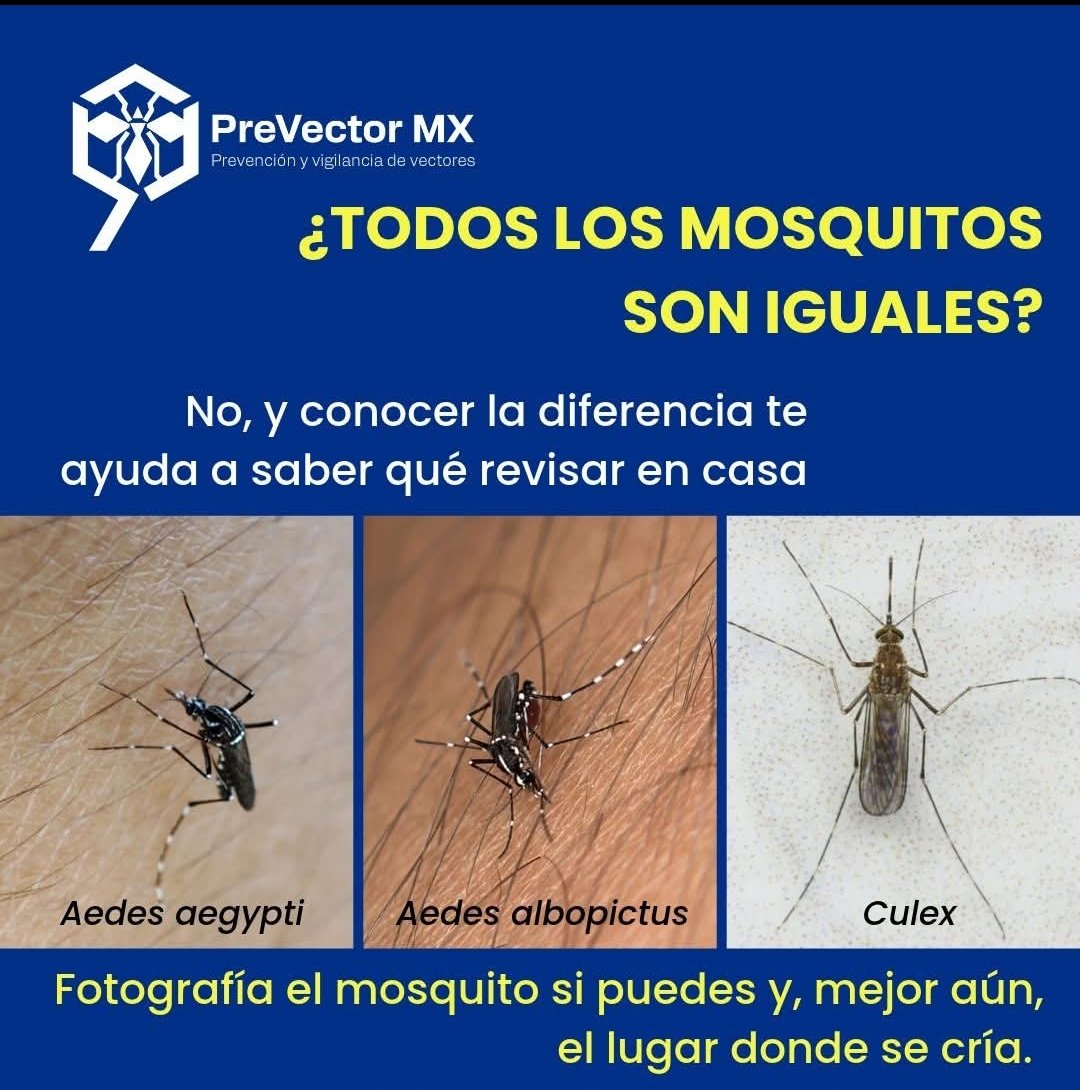 DraGelcys's tweet photo. Es importante conocer sus características y ciclo de vida para poder combatirlo #LaHabanaEsSalud https://t.co/n9zgnUtKwi