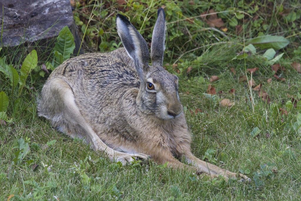 pxequin's tweet photo. they keep acting like Hares arent the most gorgeous ever ill never get that narrative https://t.co/4R2Vd7yMni
