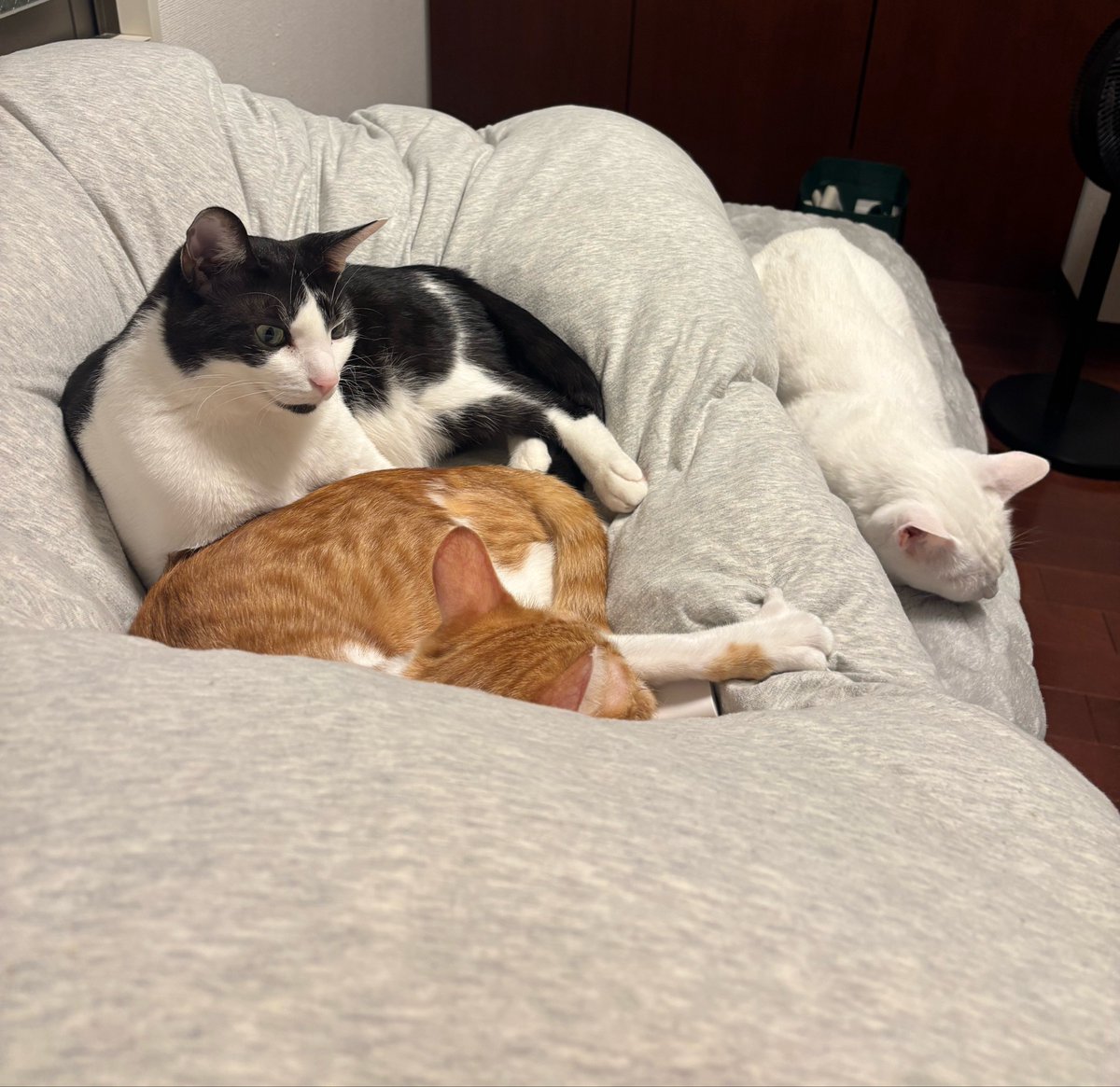 fukuroupiyopiyo's tweet photo. 重いな…と思ったら猫が3匹も上に😅
体勢が変えられない😅 https://t.co/uinqg9zE2N