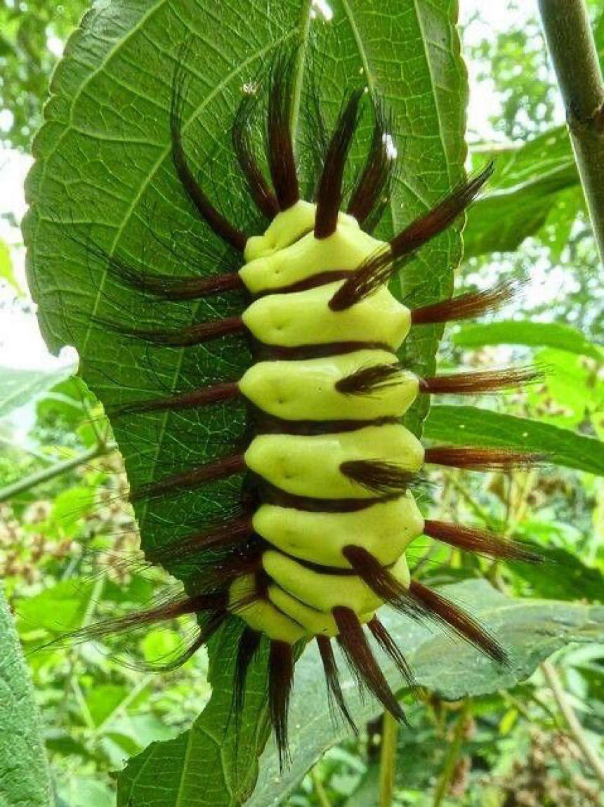 wonderofnatur's tweet photo. caterpillar of the stinging flannel moth resting on a green leaf https://t.co/CvOqsJVkgp