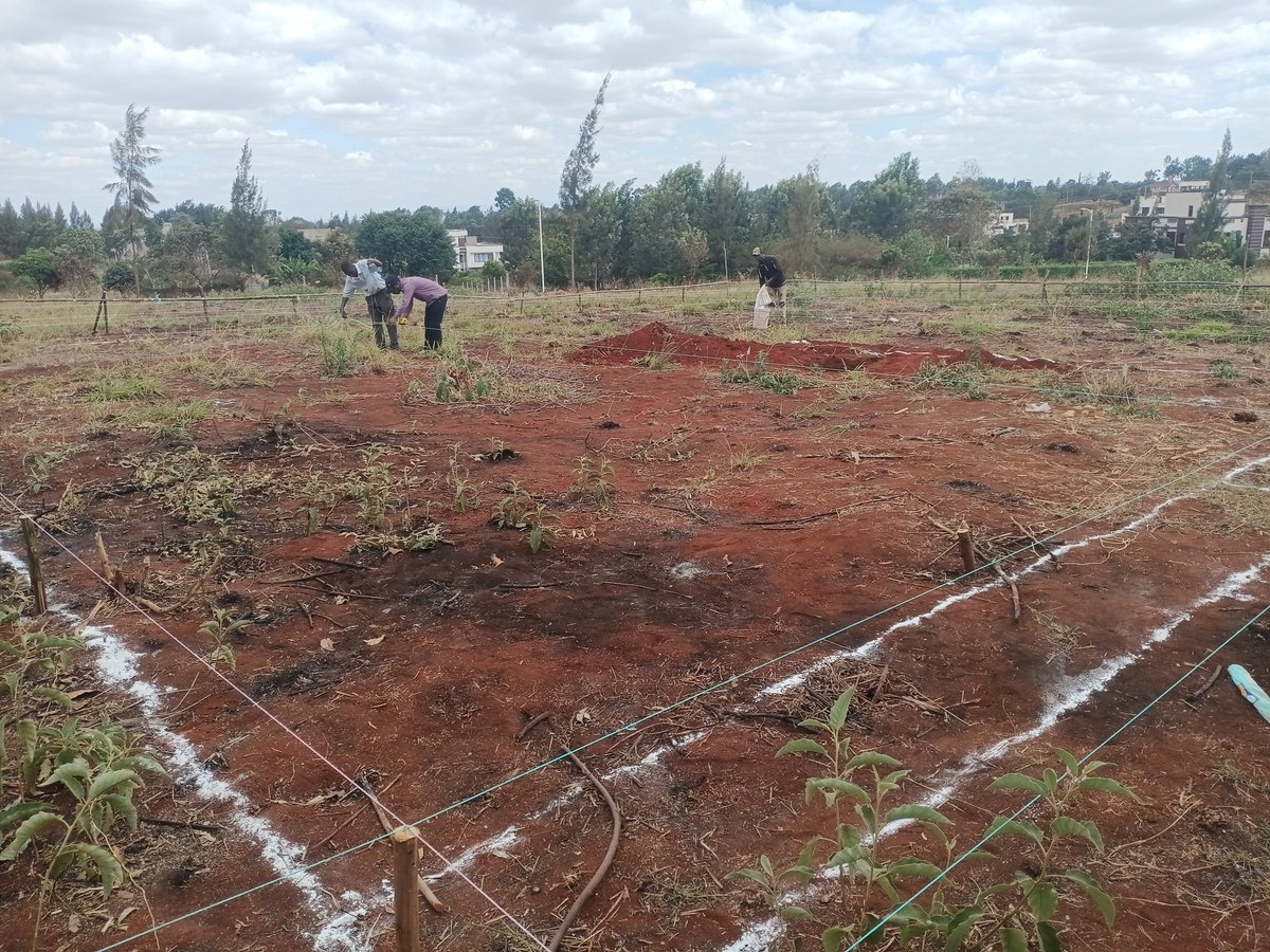 ericwarutere's tweet photo. I need to automate setting out. Mambo ya kuvuruta uzi nimechoka nayo. Anyway, something good coming up... https://t.co/f18WxKVk29
