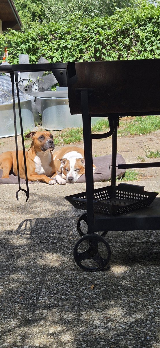 VCollector_hd's tweet photo. @AlertEtGo Un gros bisou de la part de la relève ❤️ Et une pensée toute particulière pour Lluna, qui nous a quittés il y a quelques semaines… 🐾 Impossible de l’oublier, elle nous manque tellement. ❤️ https://t.co/l2gT8lc7Bg