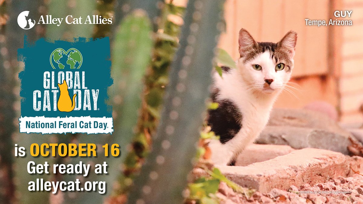 alleycatallies's tweet photo. ✨ GET READY...Global Cat Day® and National Feral Cat Day® are October 16! Join the movement at https://t.co/Wf8BBKtJeZ. ✨

Stand with Alley Cat Allies to advocate for communities worldwide to respect and protect cats as the valued community members they are. #CatsAreCommunity! 🌎🐈

Before October 16...

🌎 WATCH the Global Cat Day 2026 videos! Celebrate our victory to save the cats of Puerto Rico's Paseo del Morro and learn how a community in Arizona is setting a standard for #TNR and community cat protection: https://t.co/udOepISJId

🌎 TAKE AN ACTION to help cats, like doing #TNR, building an outdoor cat shelter, and more. POST your action with #GlobalCatDay and #NationalFeralCatDay. https://t.co/PYx0btrMjc

🌎 SHOP new Global Cat Day gear! Sweatshirts, t-shirts, and more: https://t.co/A8YMuUn5zZ

🌎 EDUCATE your community about cats with lifesaving resources and materials: https://t.co/5GKnrGcCjk

🌎 DONATE in honor of Global Cat Day: https://t.co/4zS8eyTT0Q
 
Let’s make Global Cat Day and National Feral Cat Day 2026 the biggest and best yet. Thank you for standing with us for the cats!

#GlobalCatDay #NationalFeralCatDay #communitycats #tnr #NFCD #catadvocate