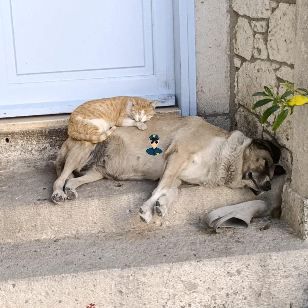 bosunatiklama's tweet photo. Alaçatı'da bir kedi ve köpek, üst üste uyurken görüntülendi. https://t.co/PxYZ6drQZe