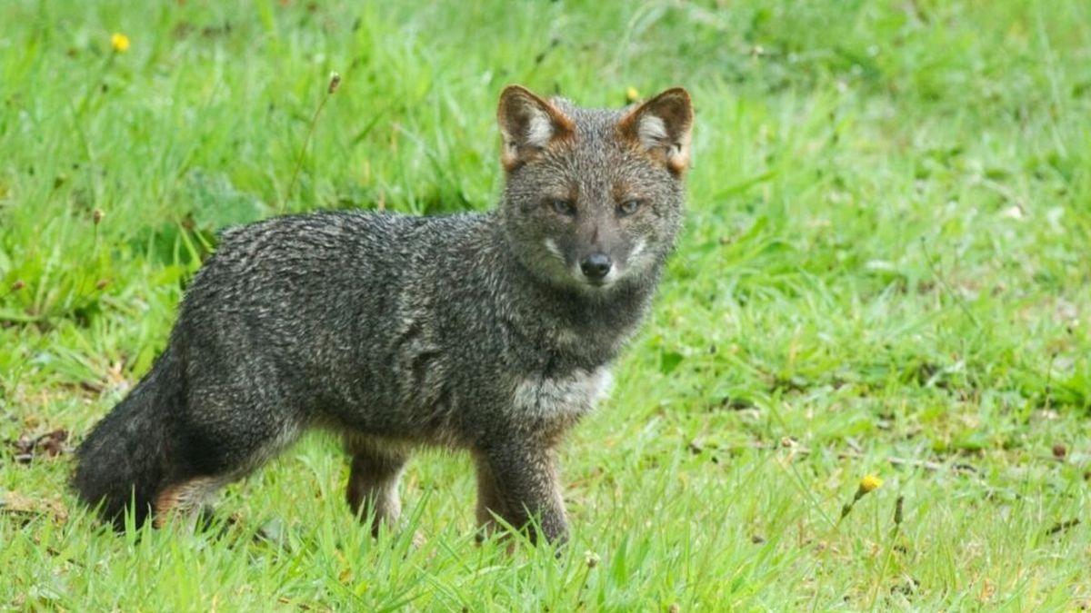 eldesconcierto's tweet photo. Quedan entre 500 y 2.500: el zorro chilote, especie única de Chile, está en peligro de extinción https://t.co/Noihr9nHxc https://t.co/yPXqidz5k1