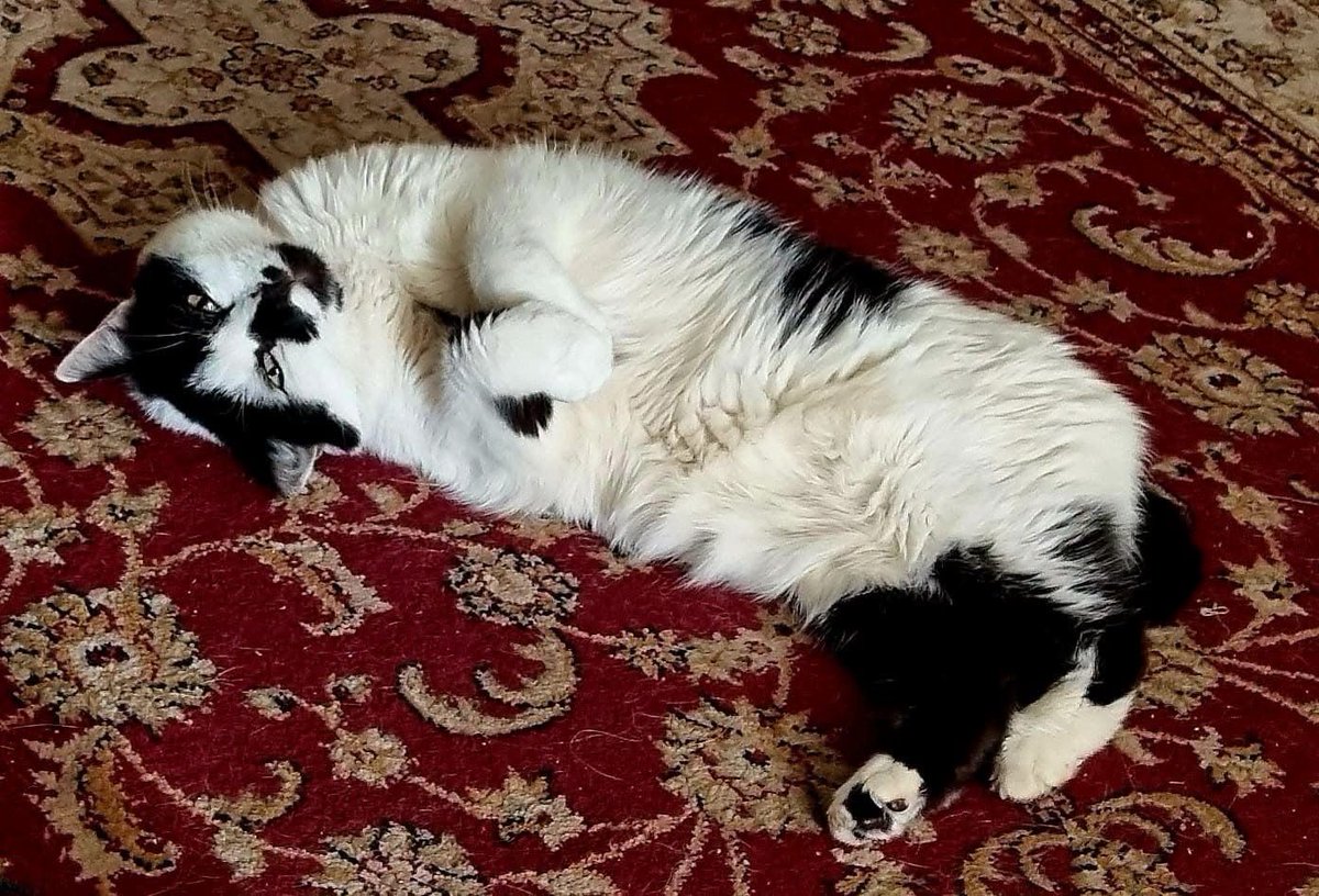 newstartcats1's tweet photo. 😬… It’s the moment we’ve all been waiting for …. 💎🐾💜

Here’s Diamomd (now Cleo) in her new home with an update from her new family! 🥹😻🤗🐾
#AdoptDontShop #CatsAreFamily https://t.co/kAiHcoQoQW