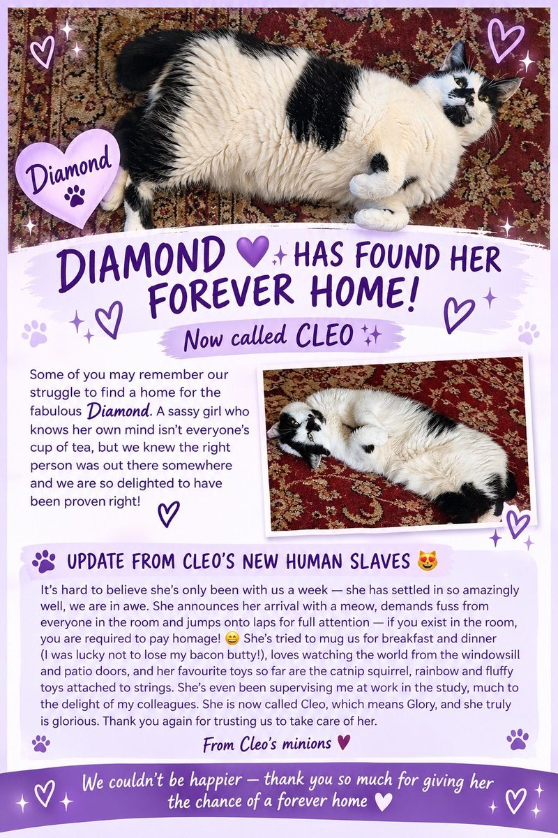 newstartcats1's tweet photo. 😬… It’s the moment we’ve all been waiting for …. 💎🐾💜

Here’s Diamomd (now Cleo) in her new home with an update from her new family! 🥹😻🤗🐾
#AdoptDontShop #CatsAreFamily https://t.co/kAiHcoQoQW