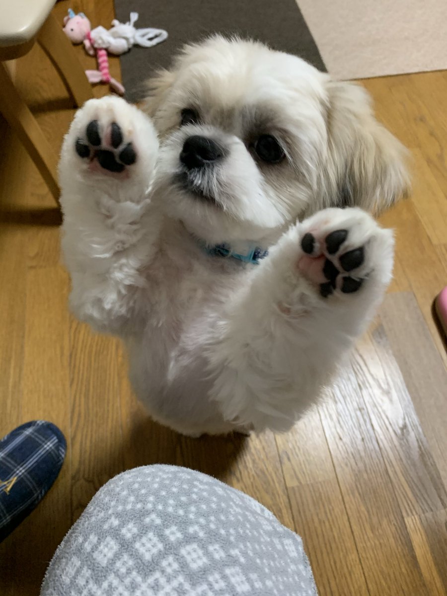 Misaetzxa's tweet photo. 抱っこしてよ〜😍甘えん坊です😍 https://t.co/Ms97H9KCJU