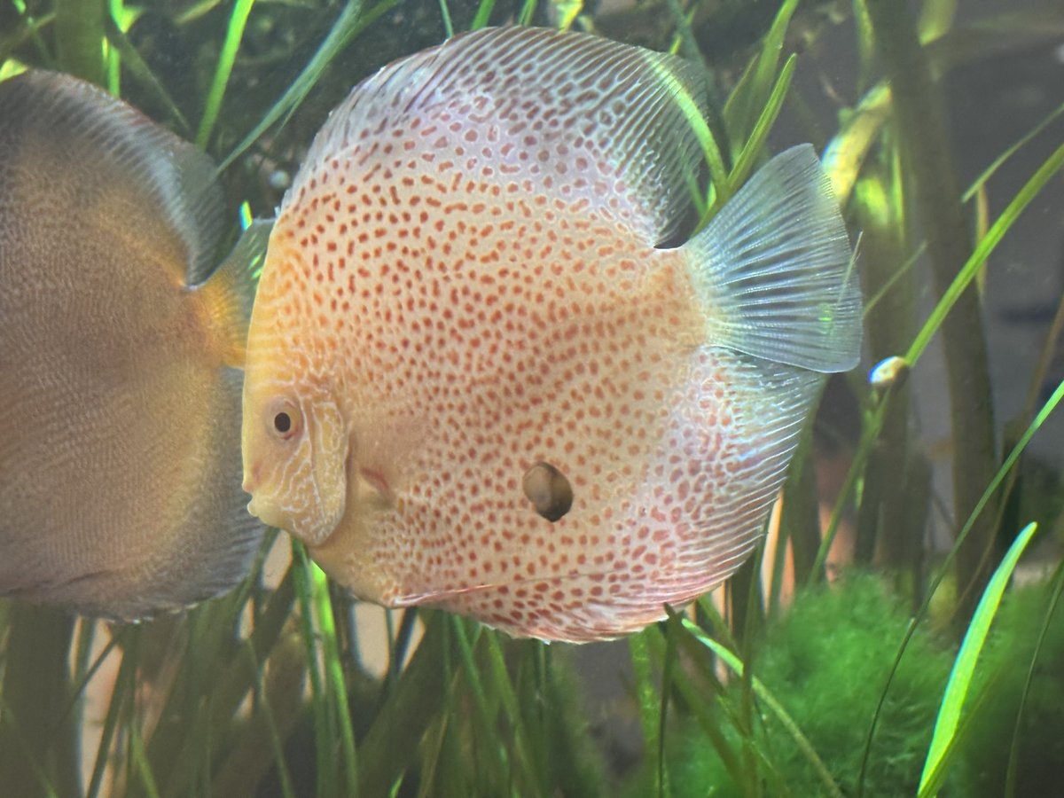 Aph8000's tweet photo. my doctor's office has some really pretty discus fishies !  !  !  ~  🐠🪸 https://t.co/QxsLAawHv2