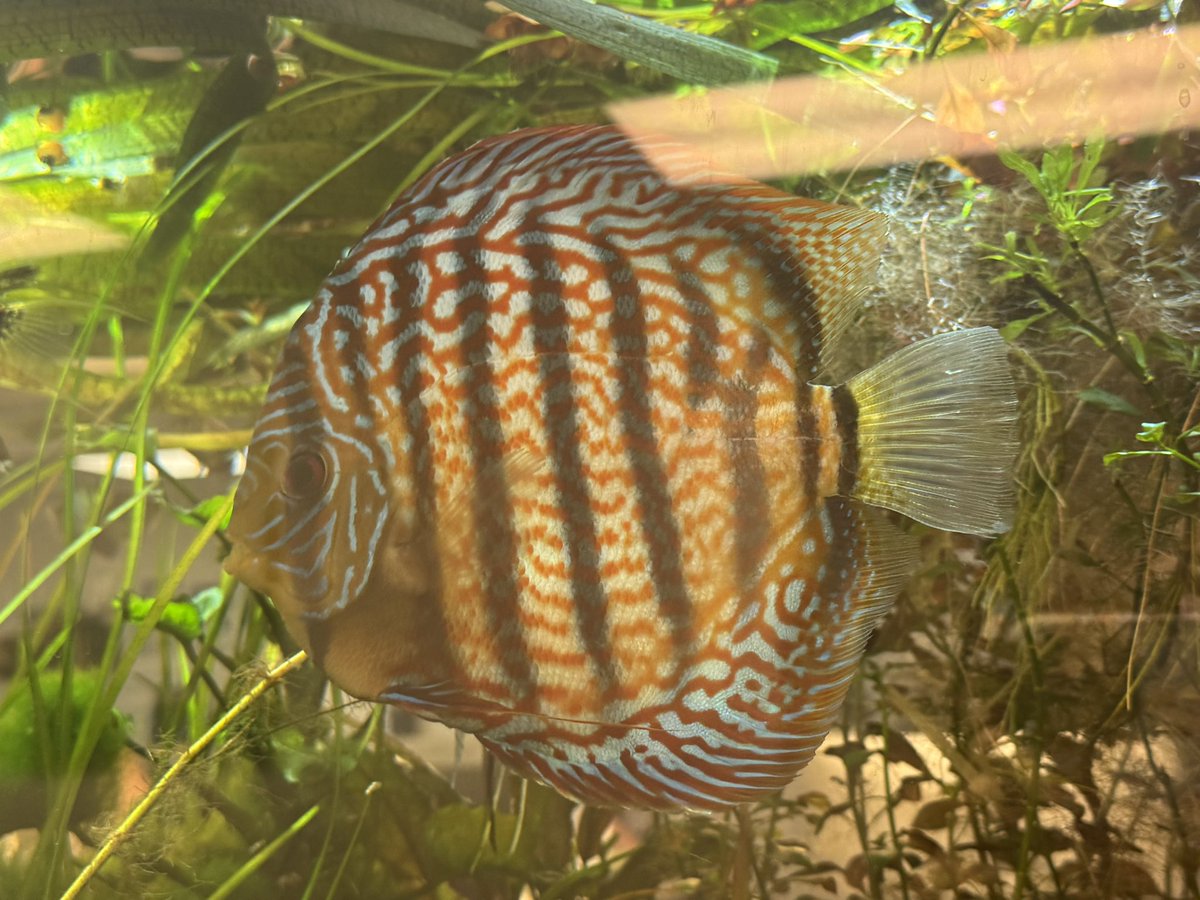 Aph8000's tweet photo. my doctor's office has some really pretty discus fishies !  !  !  ~  🐠🪸 https://t.co/QxsLAawHv2