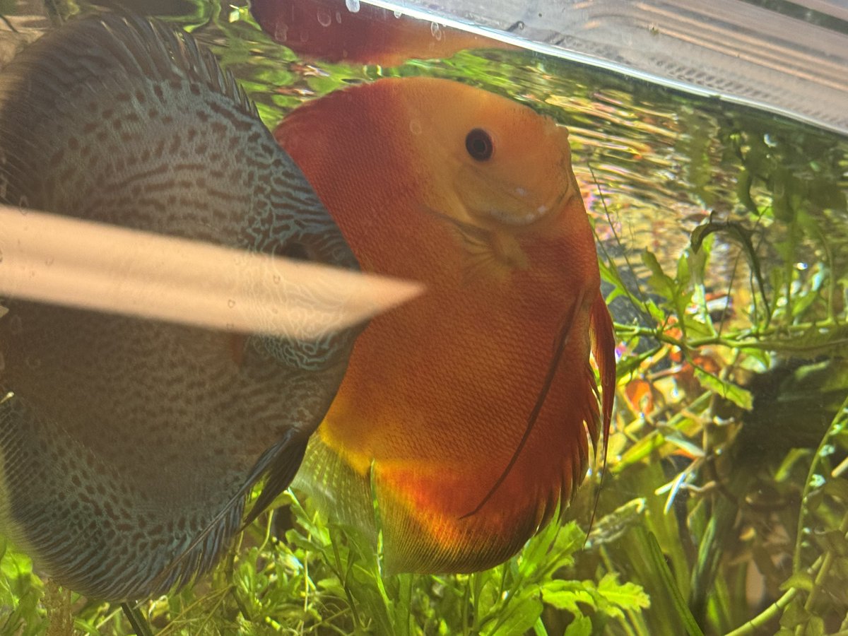 Aph8000's tweet photo. my doctor's office has some really pretty discus fishies !  !  !  ~  🐠🪸 https://t.co/QxsLAawHv2