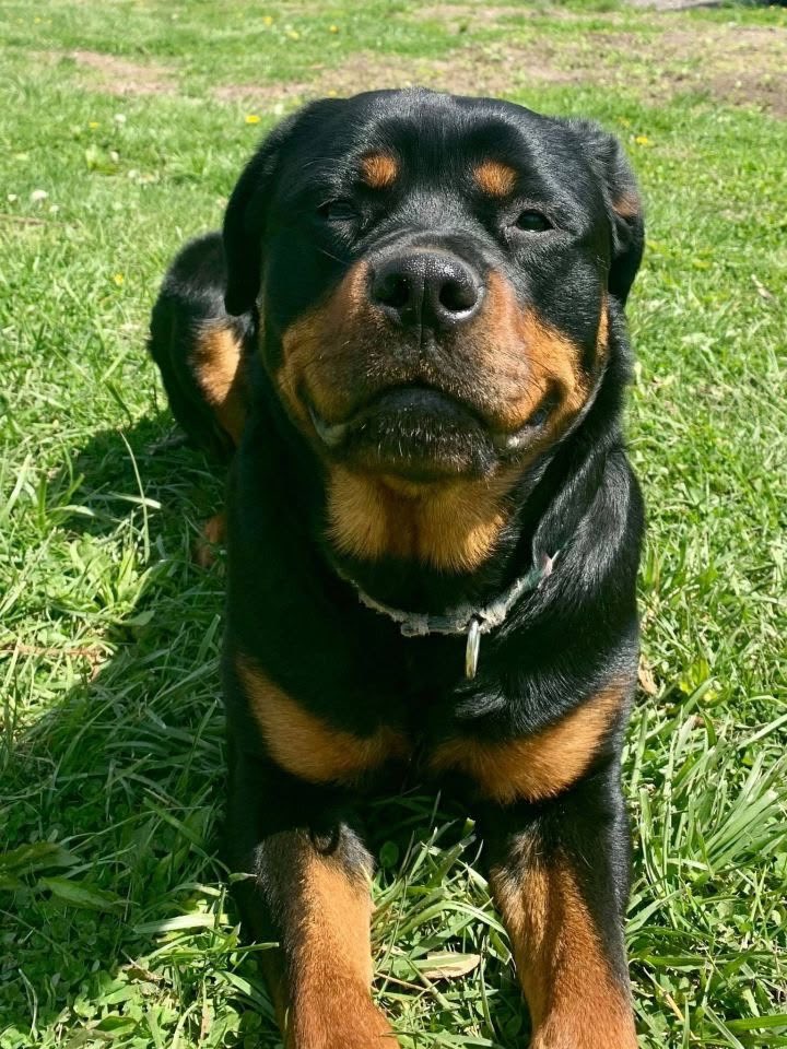 katculer's tweet photo. 1. Raphinha as a Rottweiler https://t.co/tOi9OlAcBG