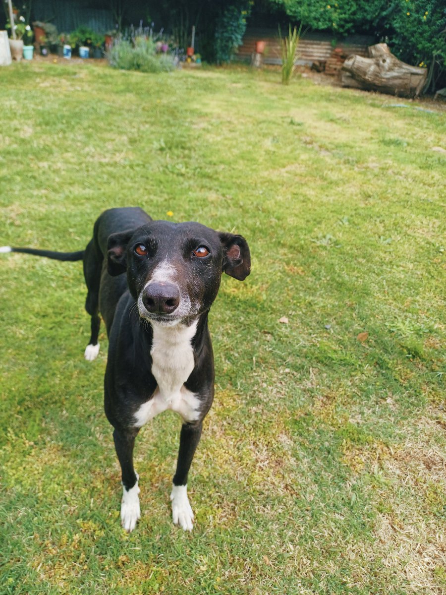 birratina's tweet photo. hace dos dias q tiraron a una perrita en el laburo de mi papá y el meta redes preguntando de quien era, hoy al mediodia miren con quien apareció en casa 😭😭 saluden a coca la nueva integrante de la flia, prometemos q esos ojitos van a volver a brillar 😭😭😭 https://t.co/RjDEMJhpvY